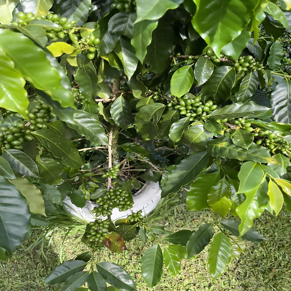 Transformamos realidades